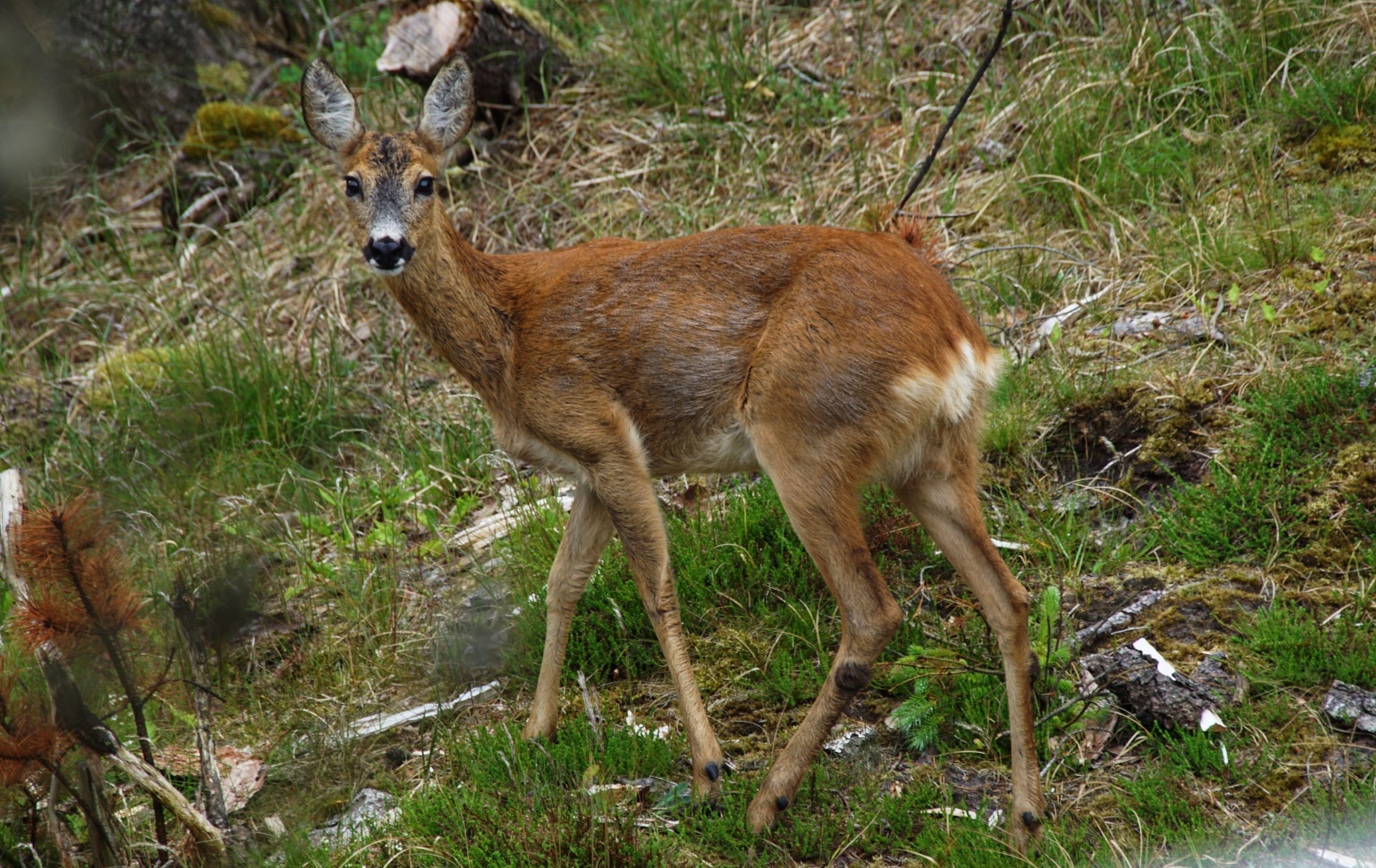 Reh im Garten Vejers Strand 09.00 Uhr